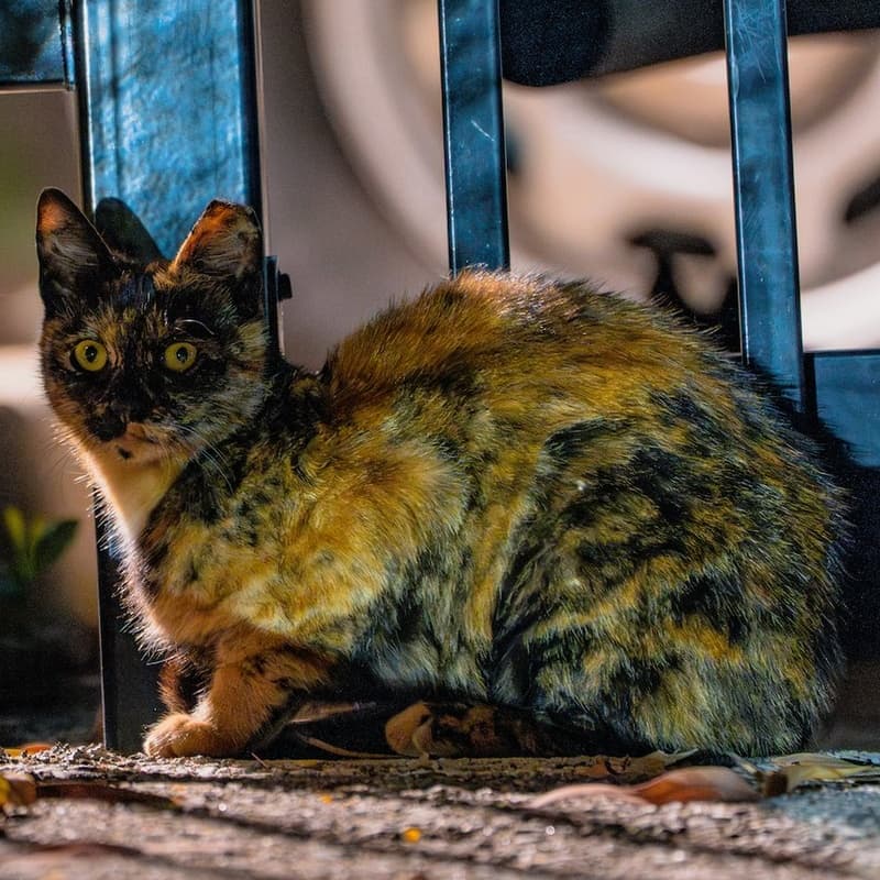 厂区玳瑁 #G1 / Factory Tortie #G1