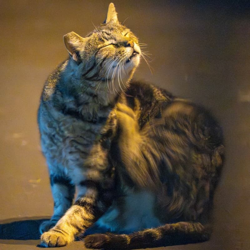 圆脸小狸 / Factory Tabby #E2