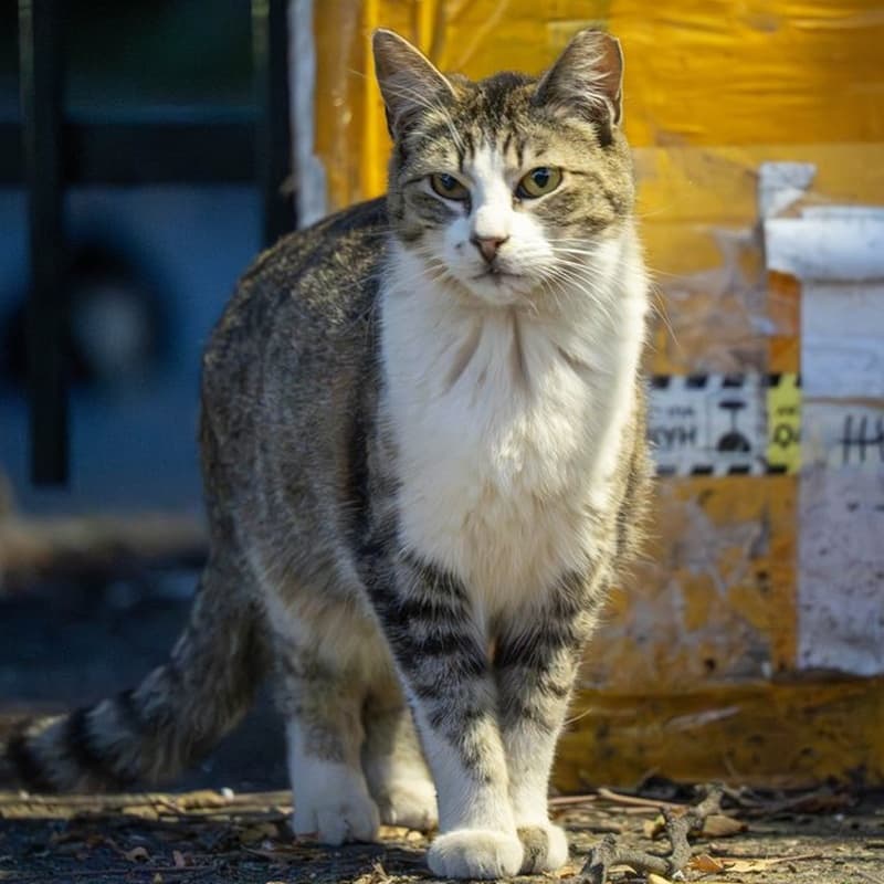 厂区狸白 #D1 / Factory Tabby & White #D1
