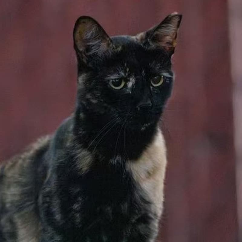 白眉玳瑁 / Factory Tortie #B1