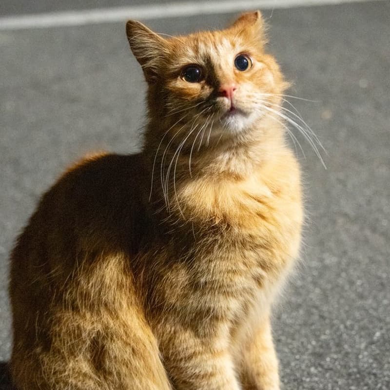 厂区橘猫 #B1 / Factory Ginger #B1