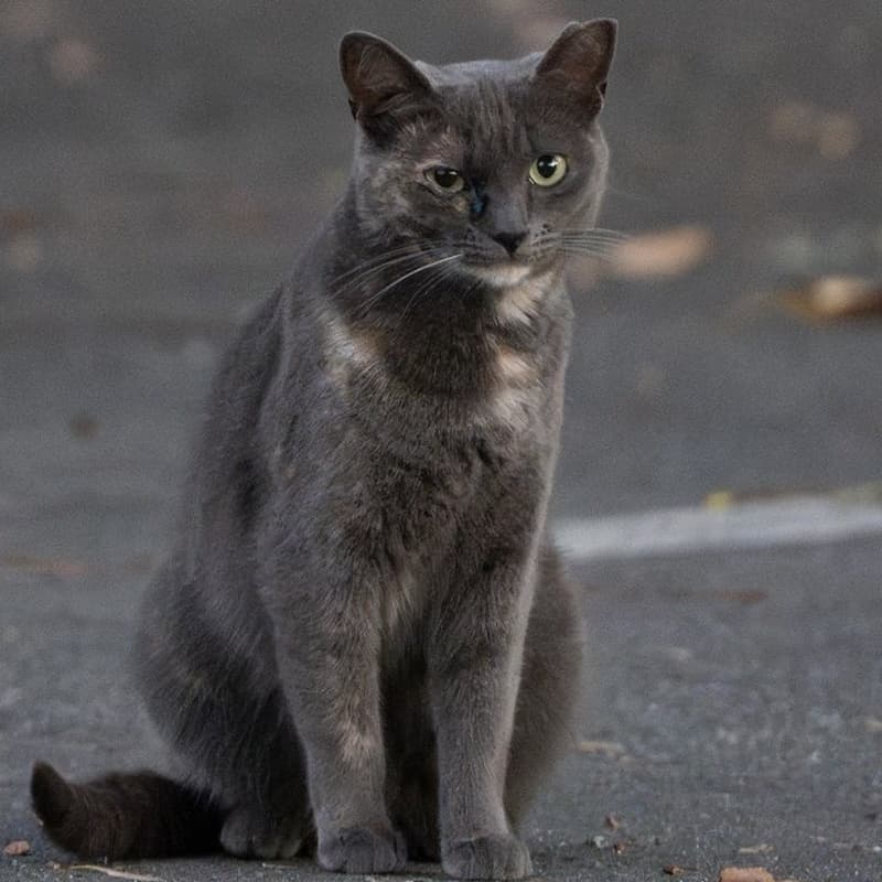 厂区灰玳瑁 #B1 / Factory Dilute Tortie #B1