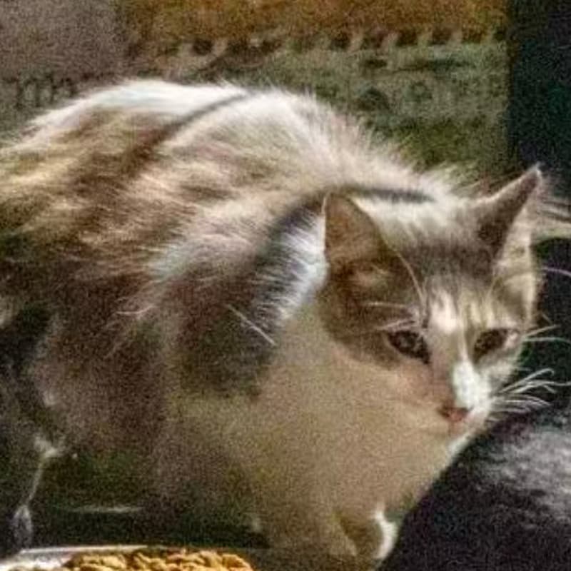 厂区狸白 #D2 / Factory Tabby & White #D2