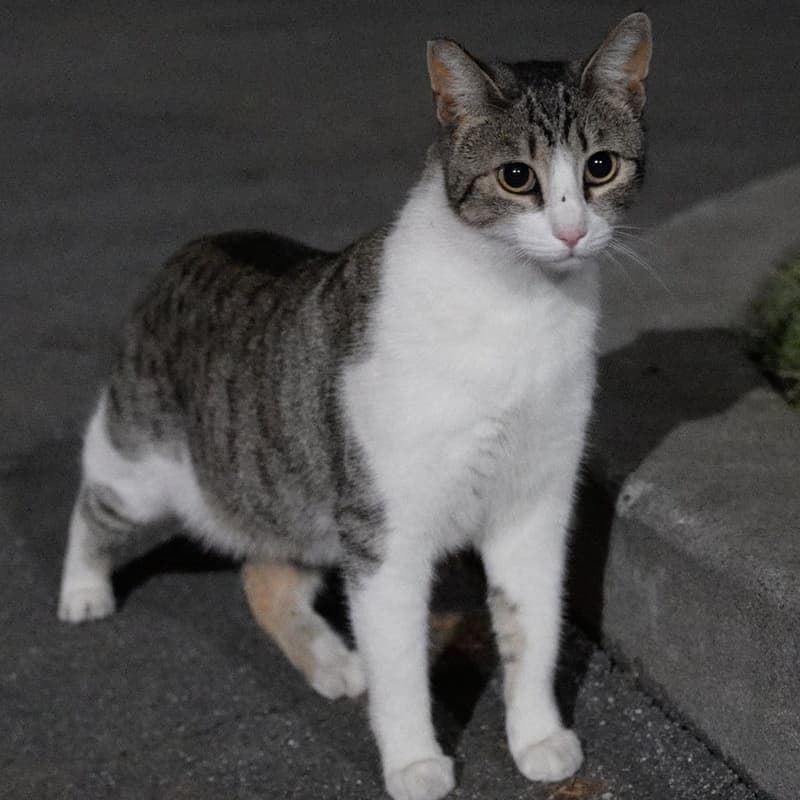 厂区狸白 #B1 / Factory Tabby & White #B1