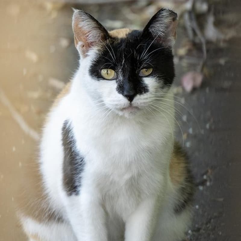 厂区三花 #D1 / Factory Calico #D1