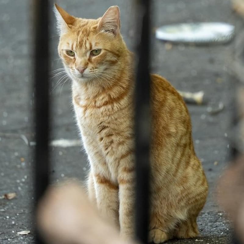 厂区橘猫 #D1 / Factory Ginger #D1