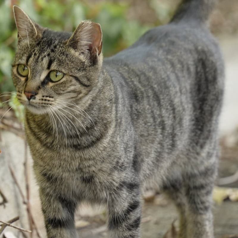 大嗓门宝宝 / Factory Tabby #D2