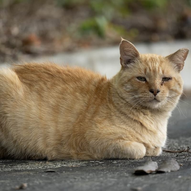 厂区橘猫 #D2 / Factory Ginger #D2