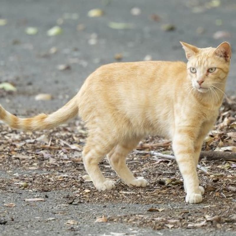 厂区橘猫 #D3 / Factory Ginger #D3