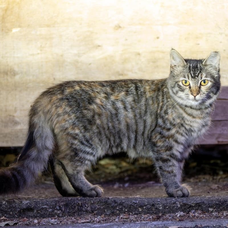 小猞猁 / Factory Tabby #D4