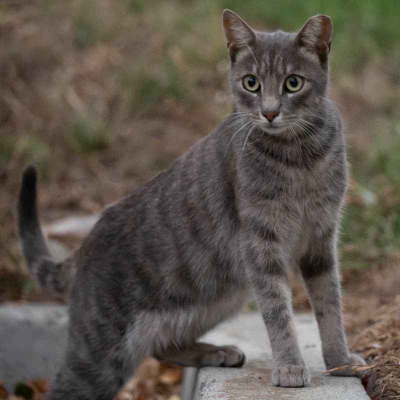 厂区灰狸 #B1 / Factory Gray Tabby #B1